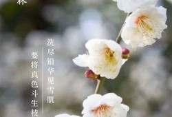 梅花视频抖阴：探索独有内容与创意短视频的完美结合