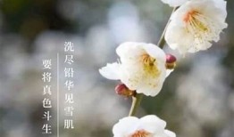梅花视频抖阴：探索独有内容与创意短视频的完美结合