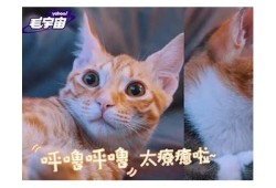 探索抖阴与猫咪的完美结合：趣味短视频分享平台推荐