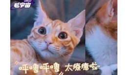 探索抖阴与猫咪的完美结合：趣味短视频分享平台推荐