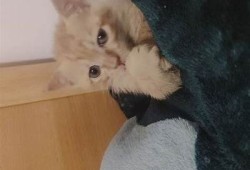 如何养护猫咪：猫咪快猫抖阴的正确方式与注意事项分享