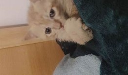 如何养护猫咪：猫咪快猫抖阴的正确方式与注意事项分享