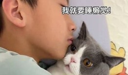 想知道谁拥有快猫和抖阴？答案在这里！