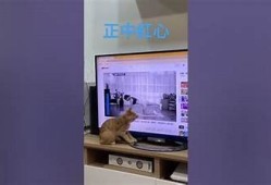 猫咪快猫抖阴狂仙破解：全攻略与实用技巧分享