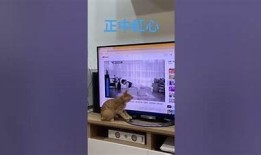 猫咪快猫抖阴狂仙破解：全攻略与实用技巧分享