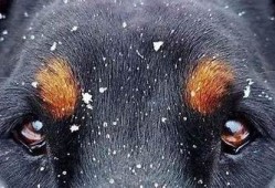 狼圈抖阴揭秘：如何识别和避免网络陷阱