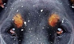 狼圈抖阴揭秘：如何识别和避免网络陷阱