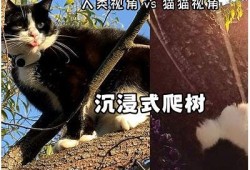 快猫推荐 | 抖阴猫咪视频，带你沉浸在萌宠的世界！