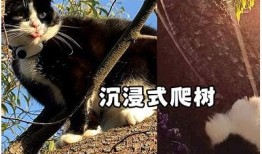 快猫推荐 | 抖阴猫咪视频，带你沉浸在萌宠的世界！