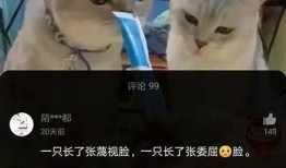 抖阴停止运转对用户影响调查及未来发展方向探讨