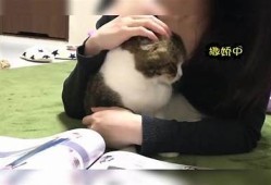 快猫记录生活点滴，抖阴轻松分享快乐时光