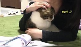快猫记录生活点滴，抖阴轻松分享快乐时光