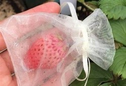 快猫抖阴小草莓是什么病？症状及治疗方法详细解析