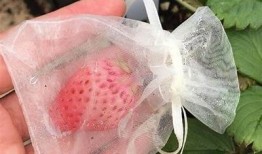 快猫抖阴小草莓是什么病？症状及治疗方法详细解析