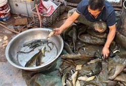 揭秘黄鳝进逼背后的故事，探索美食与文化的奇妙结合