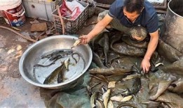 揭秘黄鳝进逼背后的故事，探索美食与文化的奇妙结合