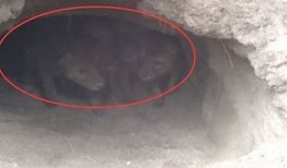 老抖阴老室：探秘传统文化中的当代生活方式