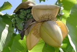 抖阴香蕉苹果：揭秘这些水果的健康营养与食用秘籍