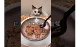 抖音猫咪在哪里找？揭秘猫咪短视频热门来源与精彩内容