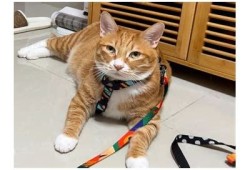 探索快猫：让你的猫咪享受抖阴乐趣的最佳选择