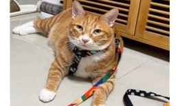 探索快猫：让你的猫咪享受抖阴乐趣的最佳选择
