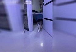 猫咪抖阴软件：让你的猫咪更快乐的养宠神器