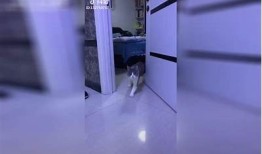 猫咪抖阴软件：让你的猫咪更快乐的养宠神器