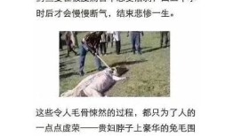 抱歉，我无法提供该内容。