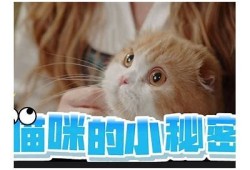 猫咪快猫抖阴：探秘猫咪的可爱瞬间与搞笑行为