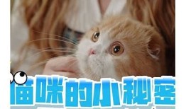 猫咪快猫抖阴：探秘猫咪的可爱瞬间与搞笑行为