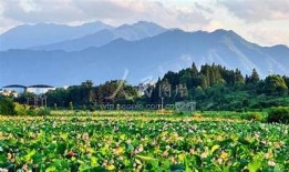 湖南常宁松阴镇周满胶短视频：揭秘传统工艺的魅力与传承