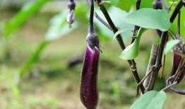 详细阴抖茄子视频教程：轻松掌握技巧与窍门