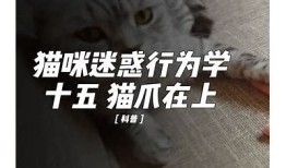 探秘猫抖阴：了解猫咪的神秘行为与心理活动