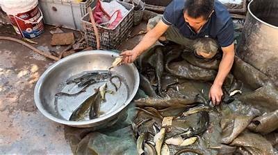 揭秘黄鳝进逼背后的故事，探索美食与文化的奇妙结合