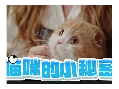 猫咪快猫抖阴：探秘猫咪的可爱瞬间与搞笑行为