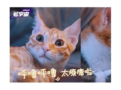 探索抖阴与猫咪的完美结合：趣味短视频分享平台推荐