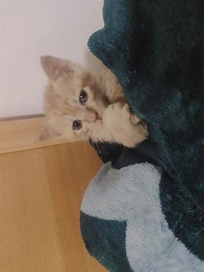 如何养护猫咪：猫咪快猫抖阴的正确方式与注意事项分享