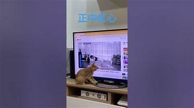 猫咪快猫抖阴狂仙破解：全攻略与实用技巧分享