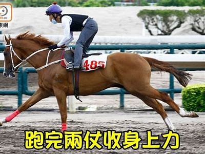 邵先森快猫抖阴：揭秘热门短视频平台新玩法与技巧