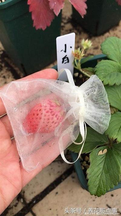 快猫抖阴小草莓是什么病？症状及治疗方法详细解析