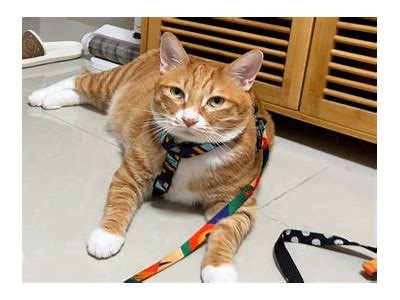 探索快猫：让你的猫咪享受抖阴乐趣的最佳选择