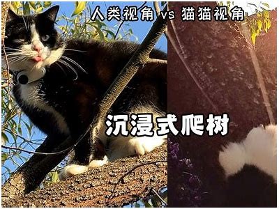 快猫推荐 | 抖阴猫咪视频，带你沉浸在萌宠的世界！