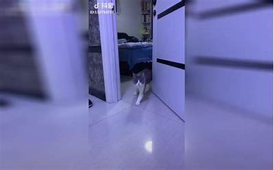 猫咪抖阴软件：让你的猫咪更快乐的养宠神器