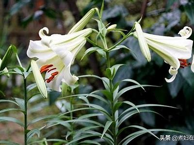 抖阴百合：探索新兴百合文化与现代社交的结合