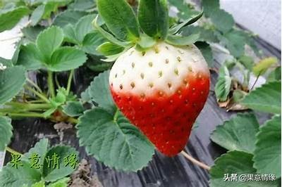 快猫抖阴小草莓是什么?揭秘热门运用的真实用途与特点