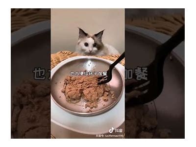 抖音猫咪在哪里找？揭秘猫咪短视频热门来源与精彩内容