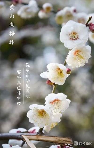 梅花视频抖阴：探索无与伦比内容与创意短视频的完美结合