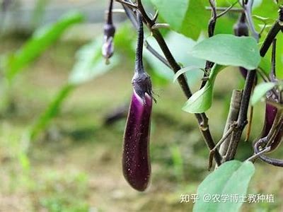 详细阴抖茄子视频教程：轻松掌握技巧与窍门