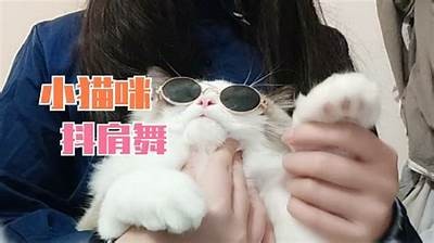 猫咪快猫抖阴狂仙破解方法大揭秘，轻松体验全新玩法！