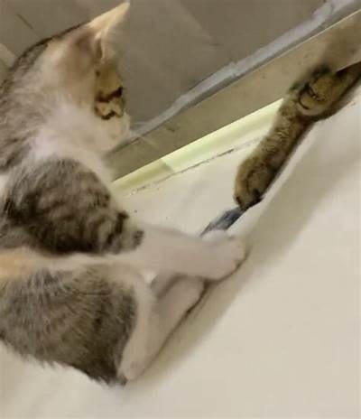 猫咪快喵抖阴：解锁可爱猫咪的趣味世界与日常趣事